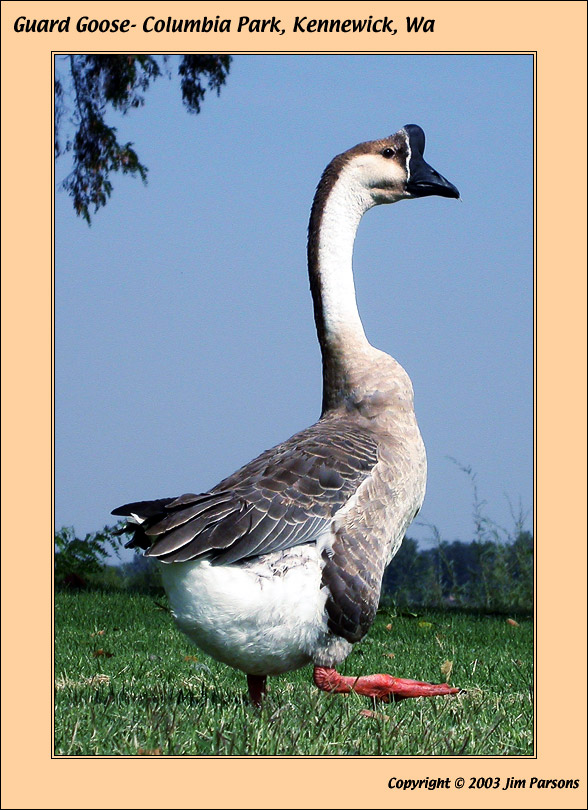 goose001.jpg