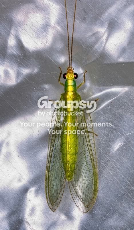 insect-TEST02.jpg