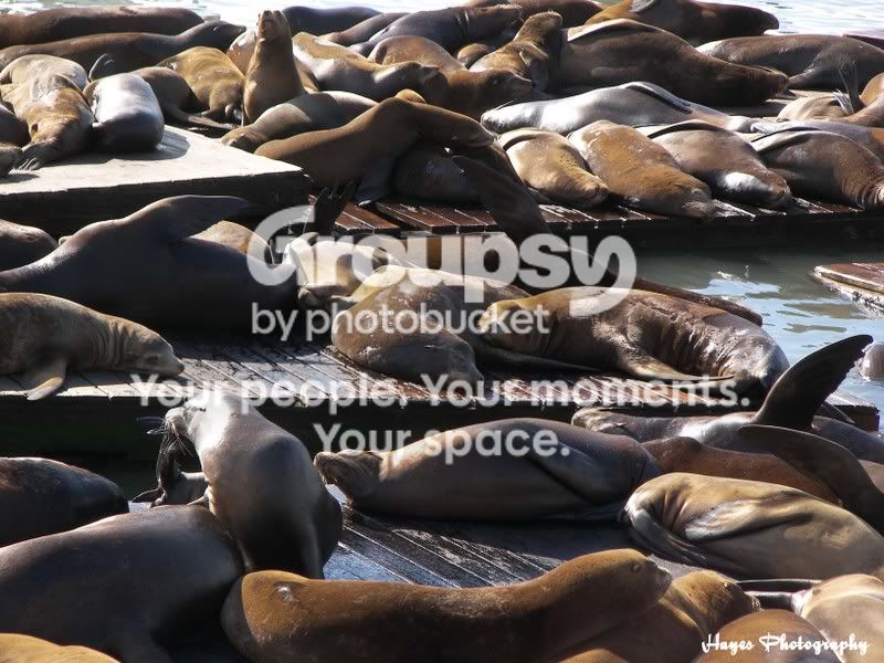 seals.jpg