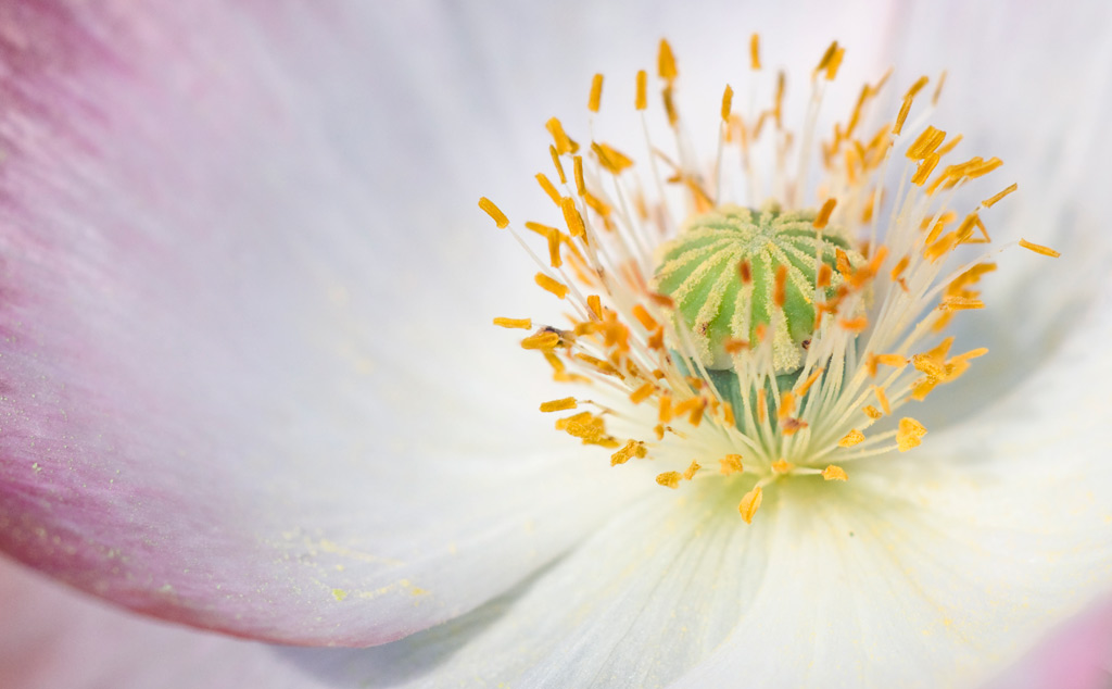 poppy_04.jpg