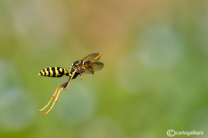 ABD_5335-1.jpg