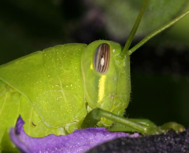 hopper0020a.jpg