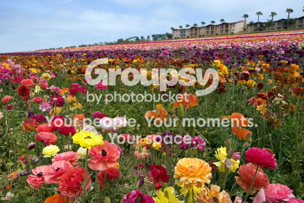 TheFlowerFields12.jpg