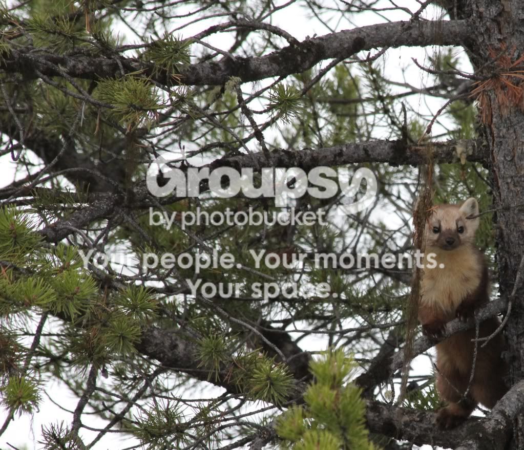 Weasel2.jpg