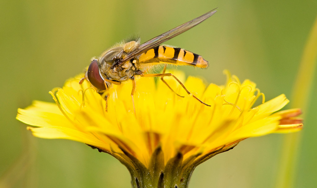 hoverfly_19.jpg