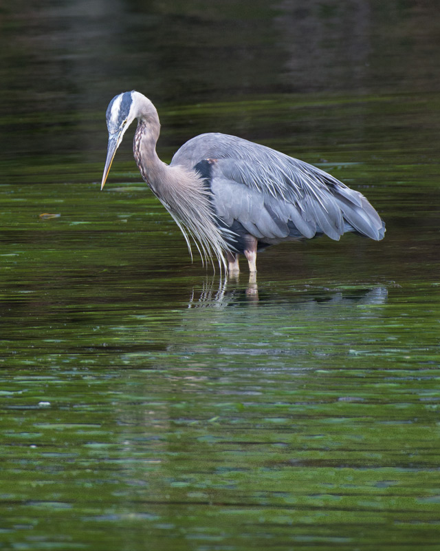 Heron.jpg