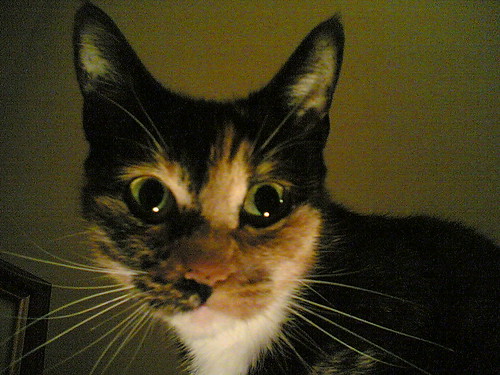 480674025_d0d936c5c5.jpg