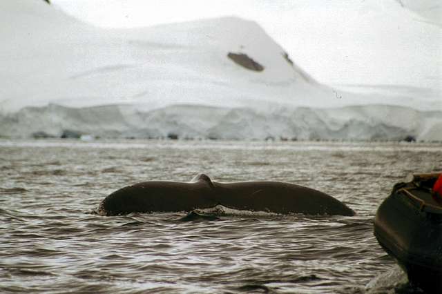 whaletailnzodiacuc1.jpg