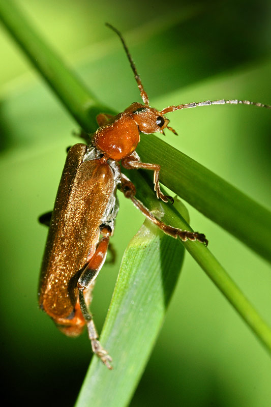 soldier_beetle_01.jpg
