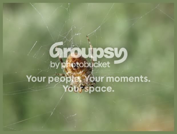 spidey2.jpg