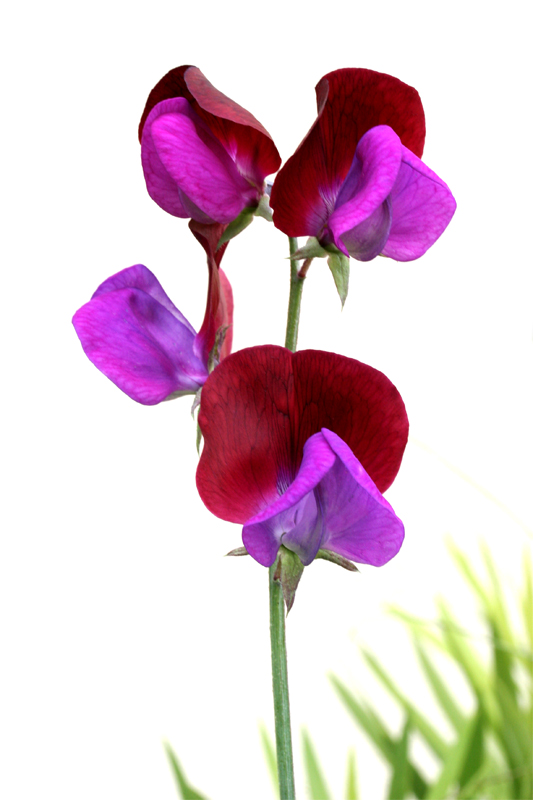 Sweet%20Pea%20-A-HP-L.jpg