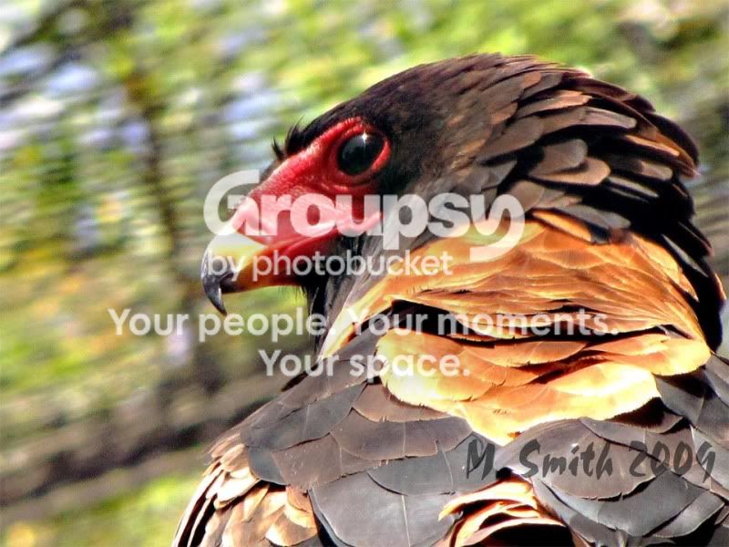 Eaglesharpenedpiccopy.jpg
