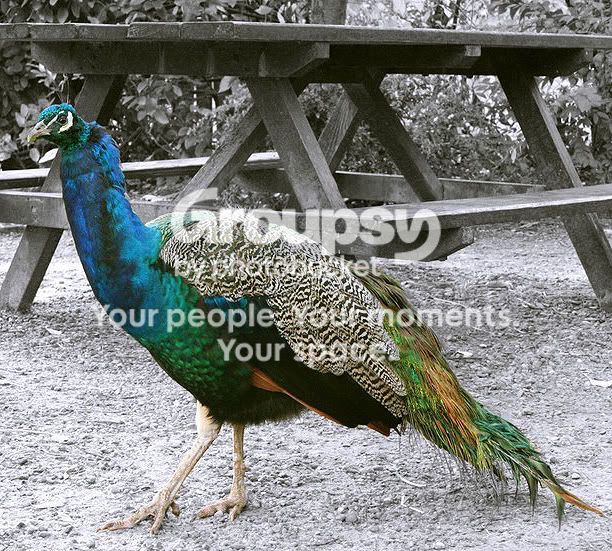 mcolour.jpg