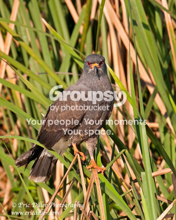 _ECD2775-copy860.jpg