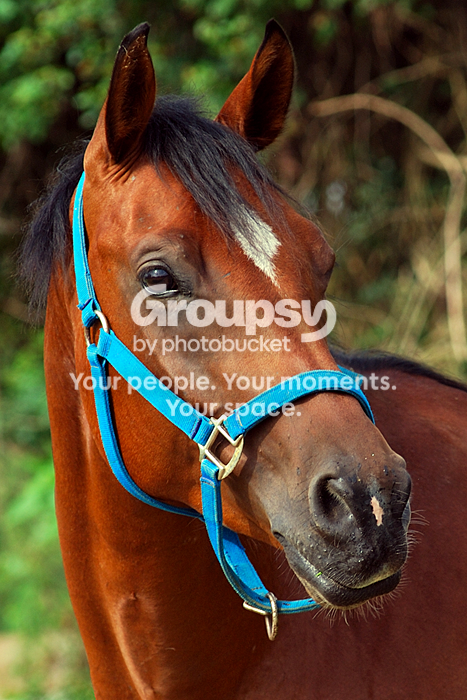 Daz_02.png
