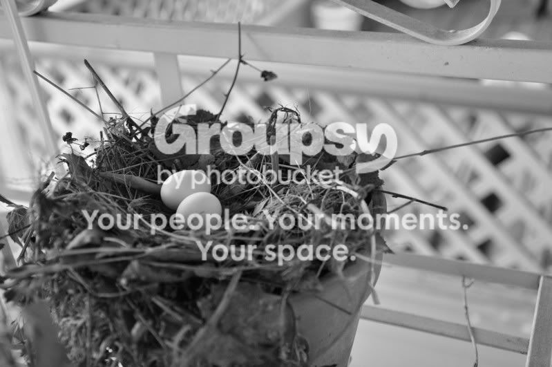 birdsnest.jpg