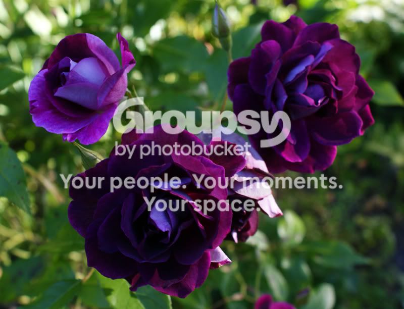 Purple-1.jpg