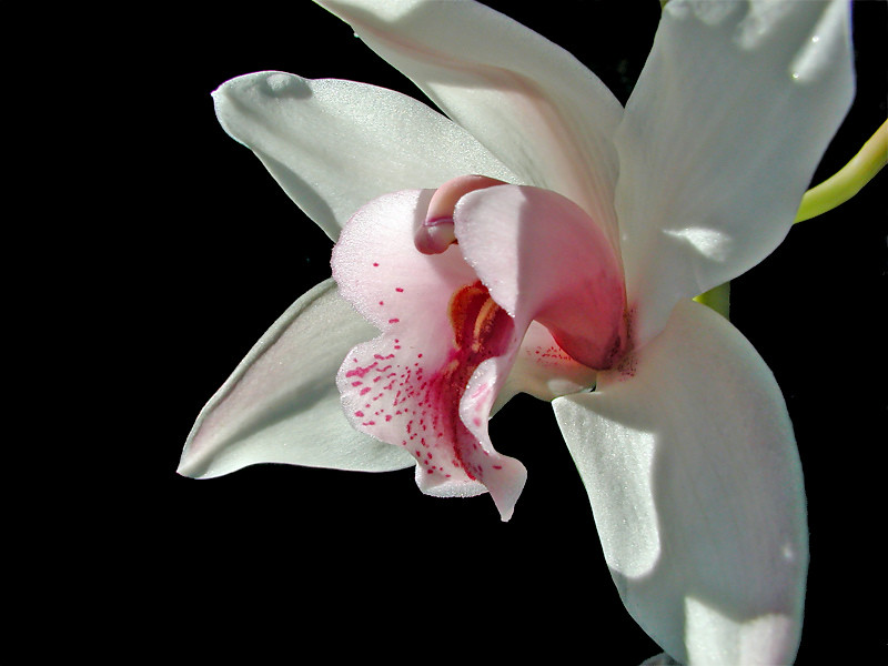 Orchid-g2-UE-L.jpg