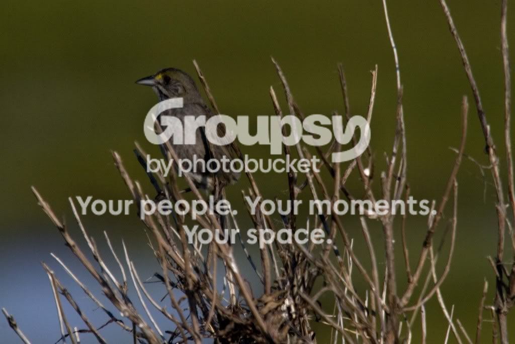 warbler1.jpg