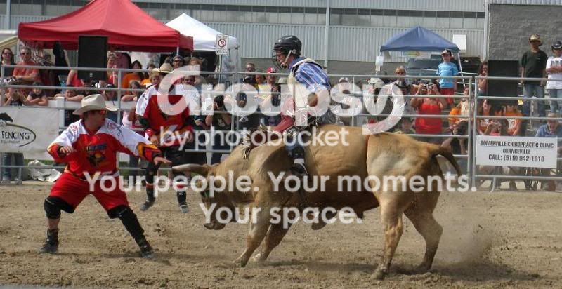 bull6web.jpg