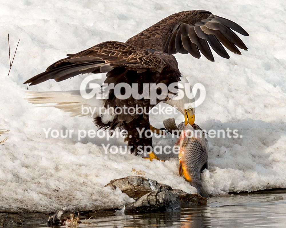 eagle13_zps95b8c3f6.jpg
