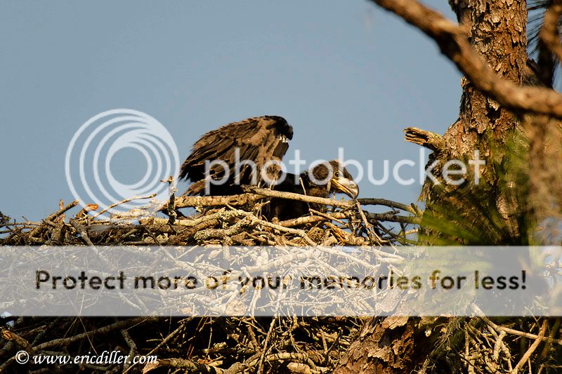 ECD_6452copy.jpg