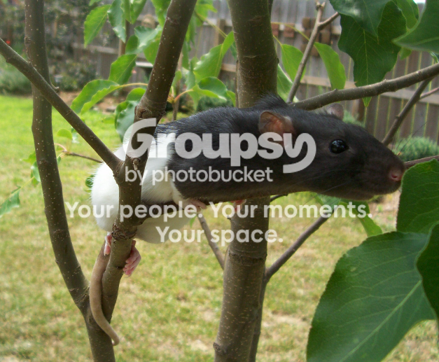 colatree1.png
