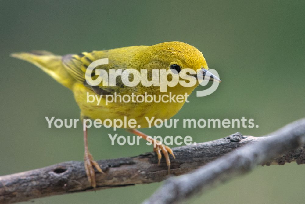 Yellow%20warbler_zpsvfu450ed.jpg