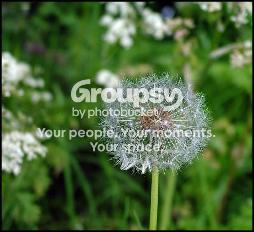 Dandelion2.jpg