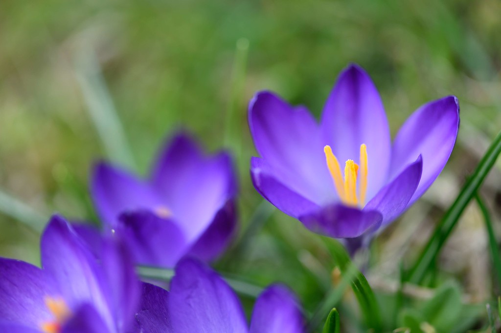 DSC_00046-XL.jpg