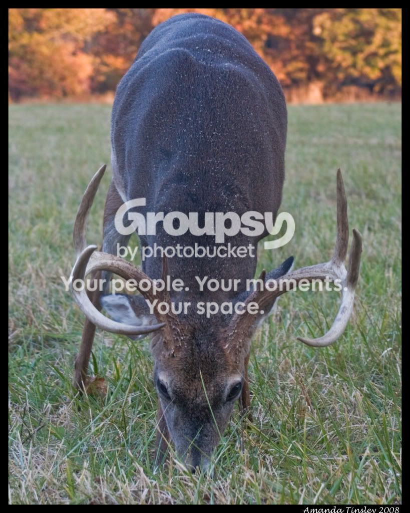 deercopy.jpg
