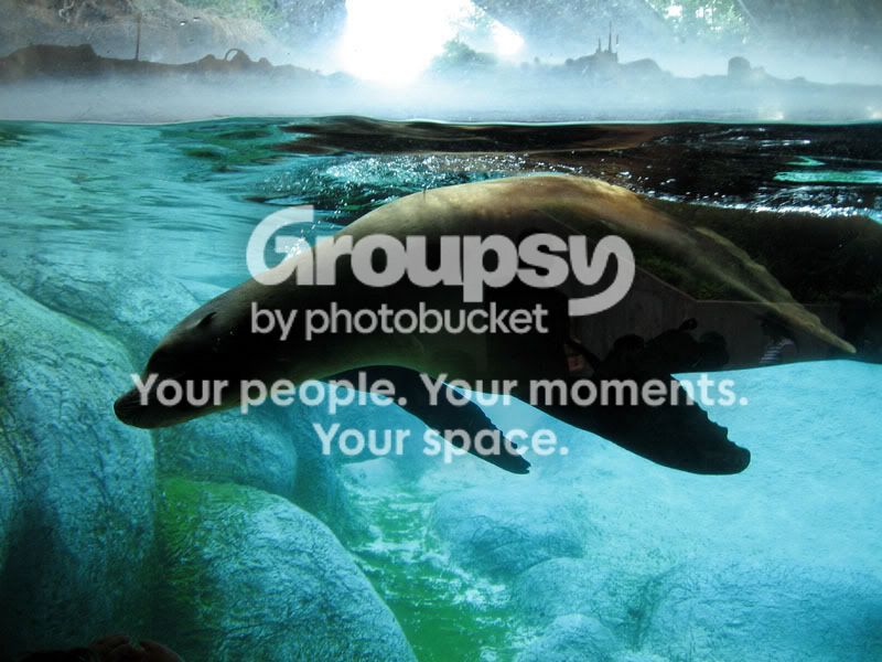 SeaLions2.jpg