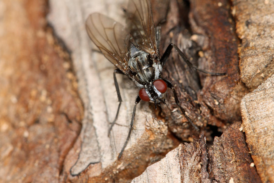 Blue_Fly_2_by_mack1time.jpg