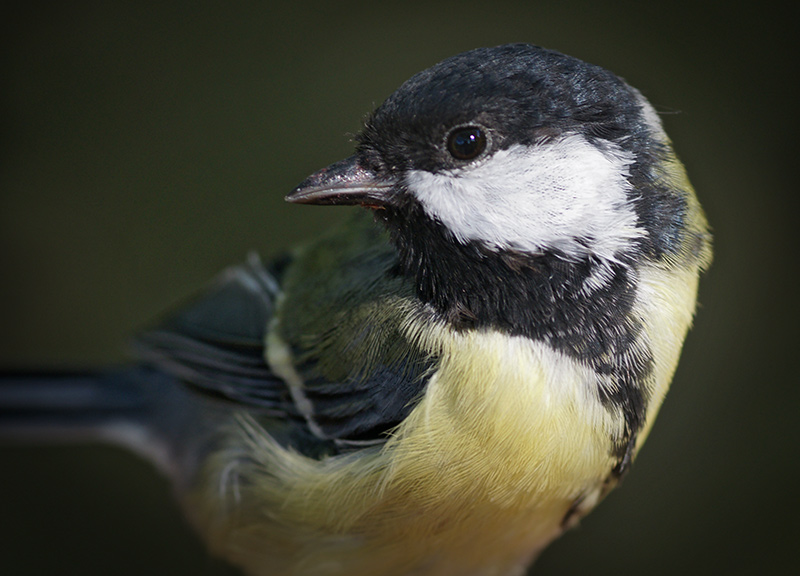 great_tit_09.jpg