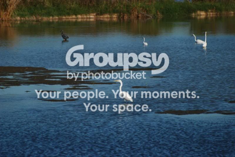 PhinizySwamp0088.jpg