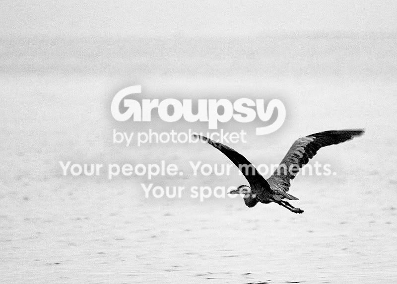 Heron5BW.jpg