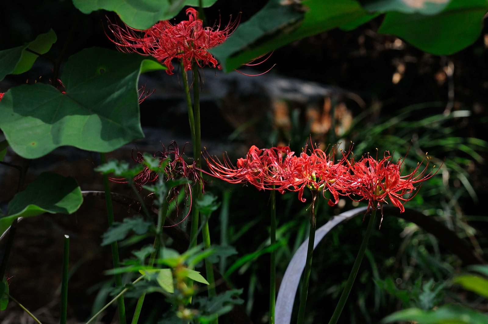 DSC_00338-X3.jpg
