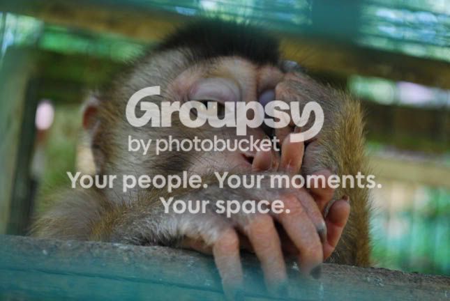 MONKEY9_0321.jpg