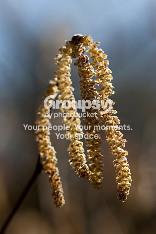 Catkins2.jpg