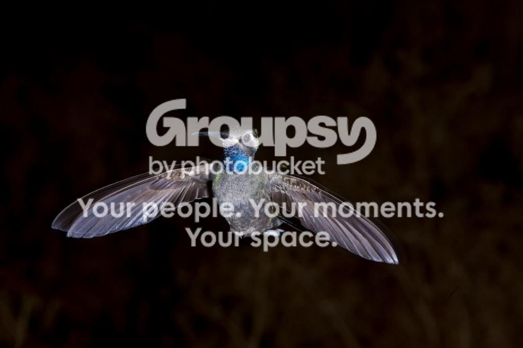 HUMMINGBIRD59.jpg