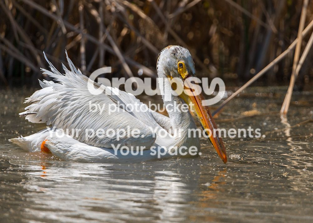 pelican_zps063f7930.jpg~original