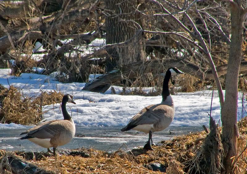 geese2-1.jpg