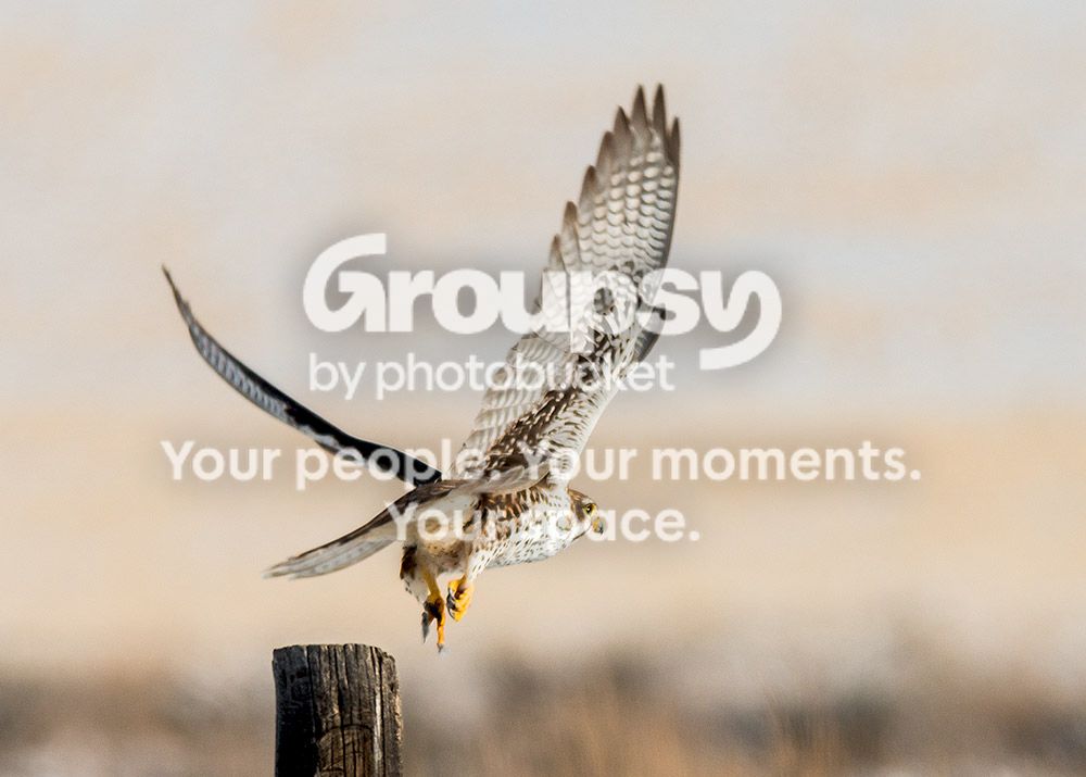 Kestrel3_zps05aaa0ef.jpg
