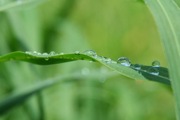 dew3.jpg