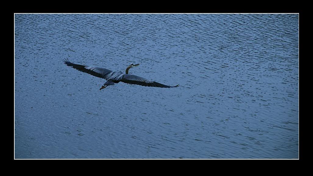 heron.jpg
