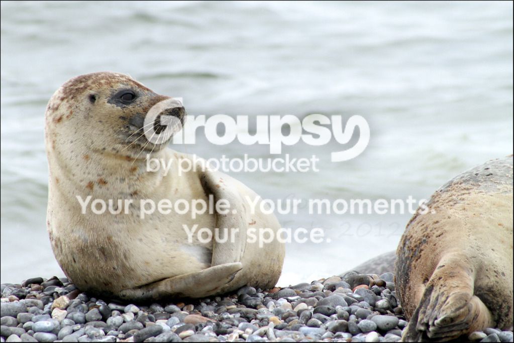 Helgoland_Seehunde_1.jpg