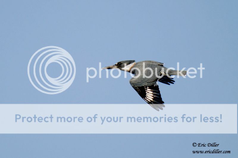 ECD_2672copy.jpg