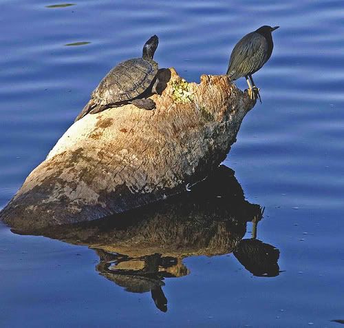 birdturtle.jpg