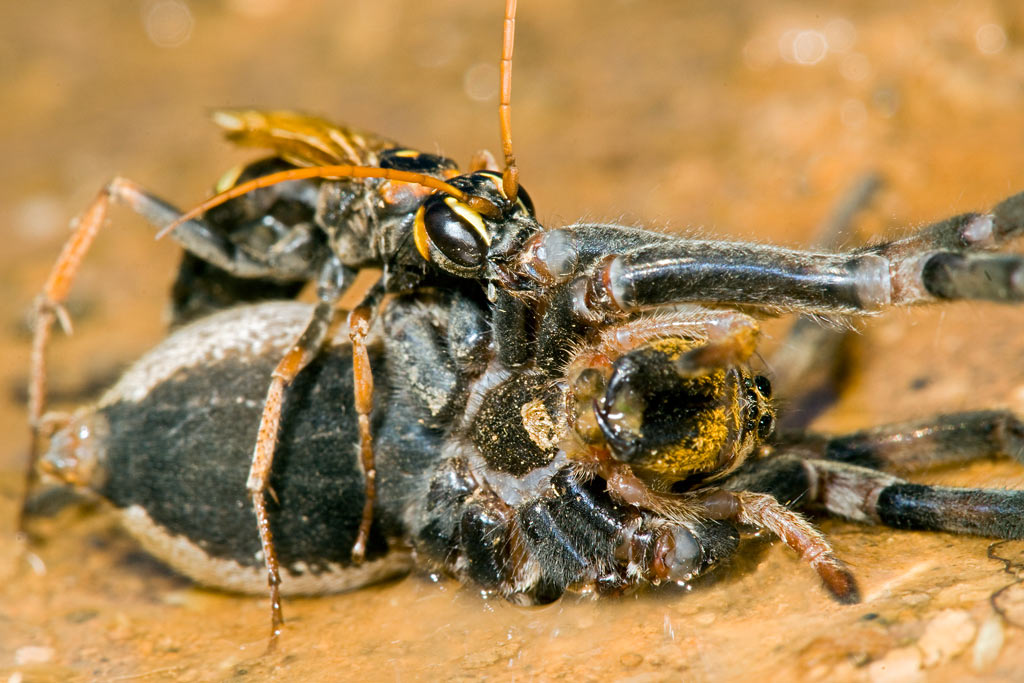 wasp_spider_03.jpg