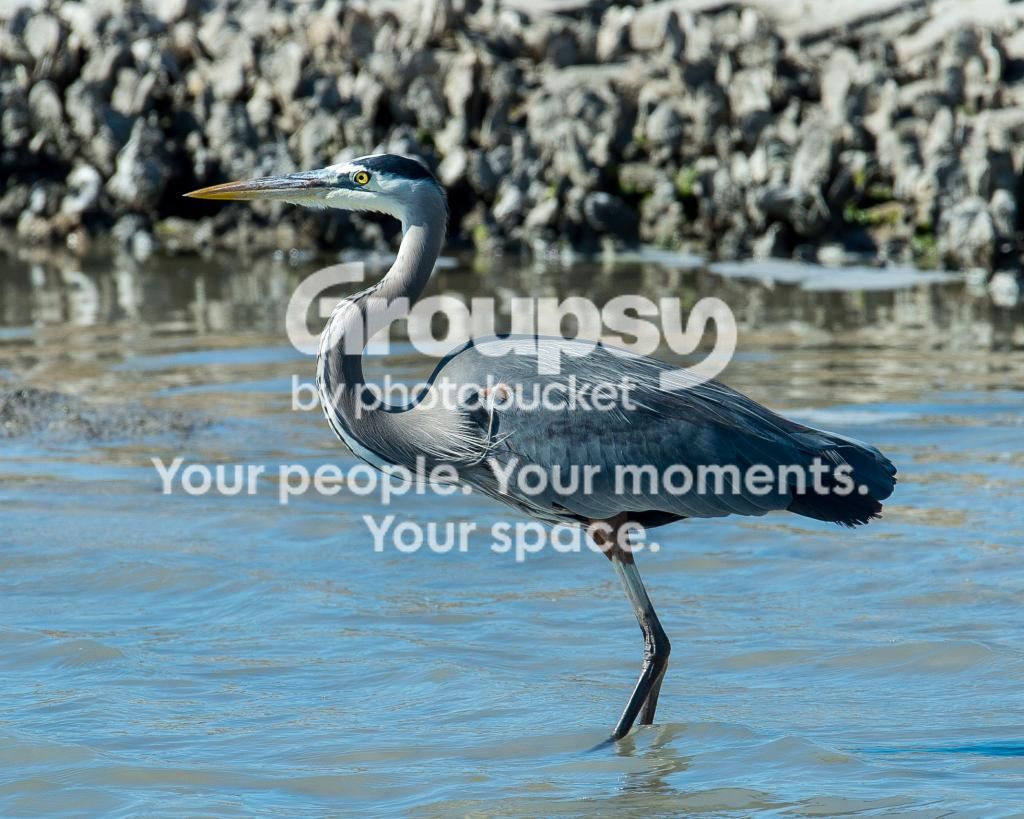 GreatBlueHeronStanding_zps73fd7692.jpg